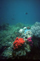 Mendjangan island (-3 m�tres !) - Indon�sie